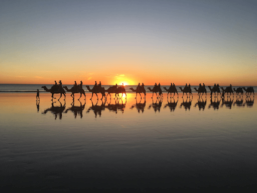 image dromadaire sur plage